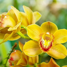 Mixed Orchid Seeds (Orchidaceae spp.) for colorful blooms in the Orchid Garden
