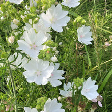 Hollyhock flower Seeds (Alcea rosea) for a lasting display in the large garden blooms