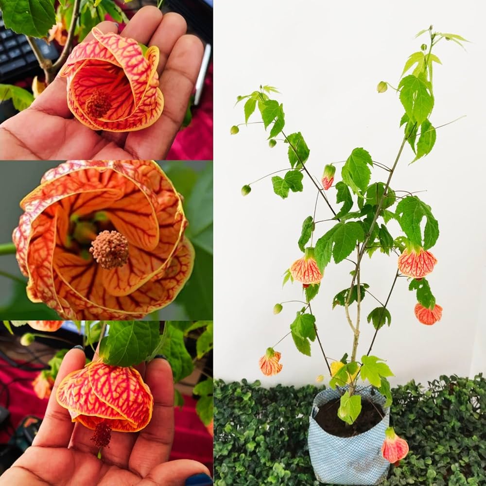 Chinese Lantern Physalis alkekengi flower seeds for planting in home garden containers - for planting in home garden