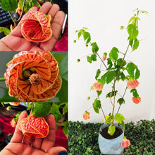 Chinese Lantern Physalis alkekengi flower seeds for planting in home garden containers - for planting in home garden