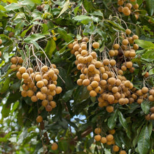 Longan Seeds (Dimocarpus longan) for growers planting the backyard gardening spaces