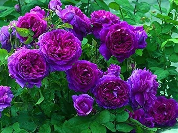 Purple Climbing Rose seeds for elegant vines