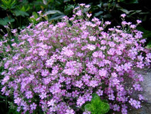 Gypsophila Multicolor Baby’s Breath Seeds for growers seeking a long-blooming display