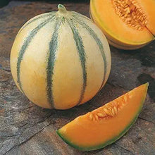 Charentais Melon Cantaloupe Seeds (Cucumis melo) for growers stocking the Vegetable Patch & Home Garden