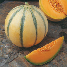 Charentais Seeds (French melon) for a productive addition to the vegetable patch