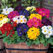 Primula Malacoides Rare Flowers Garden Seeds for a lasting display in the Flower Home Garden