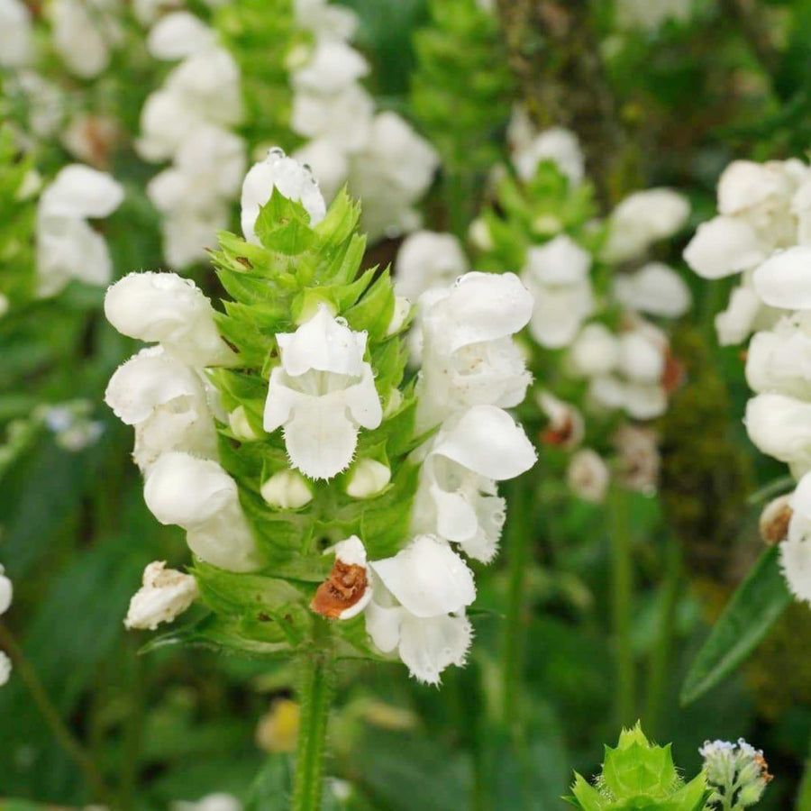 Prunella vulgaris mixed flower seeds for planting