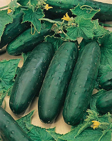 Pointsett Cucumber Seeds for home growers seeking a reliable harvest