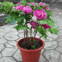 Peony Paeonia Lactiflora Ypink Seeds valued for backyard Seasonal Blooms