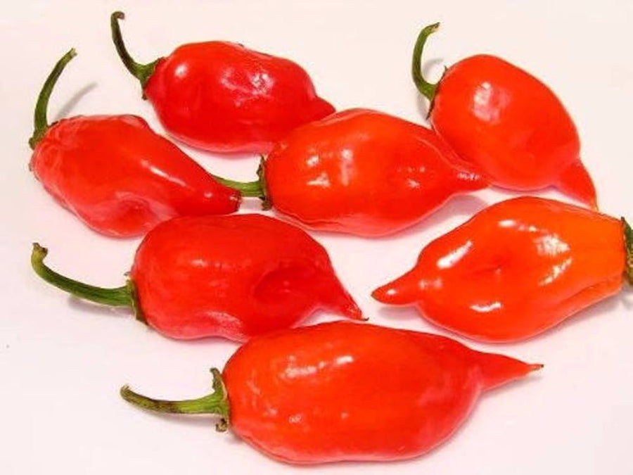 Orange habanero heirloom hot pepper seeds