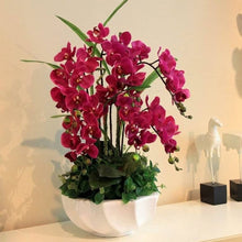 Phalaenopsis Bonsai Orchid Seeds for long-term planting in the yard
