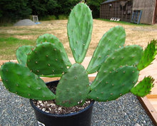 Pear Cactus Seeds (Opuntia spp.) for a homegrown harvest from the Desert Garden