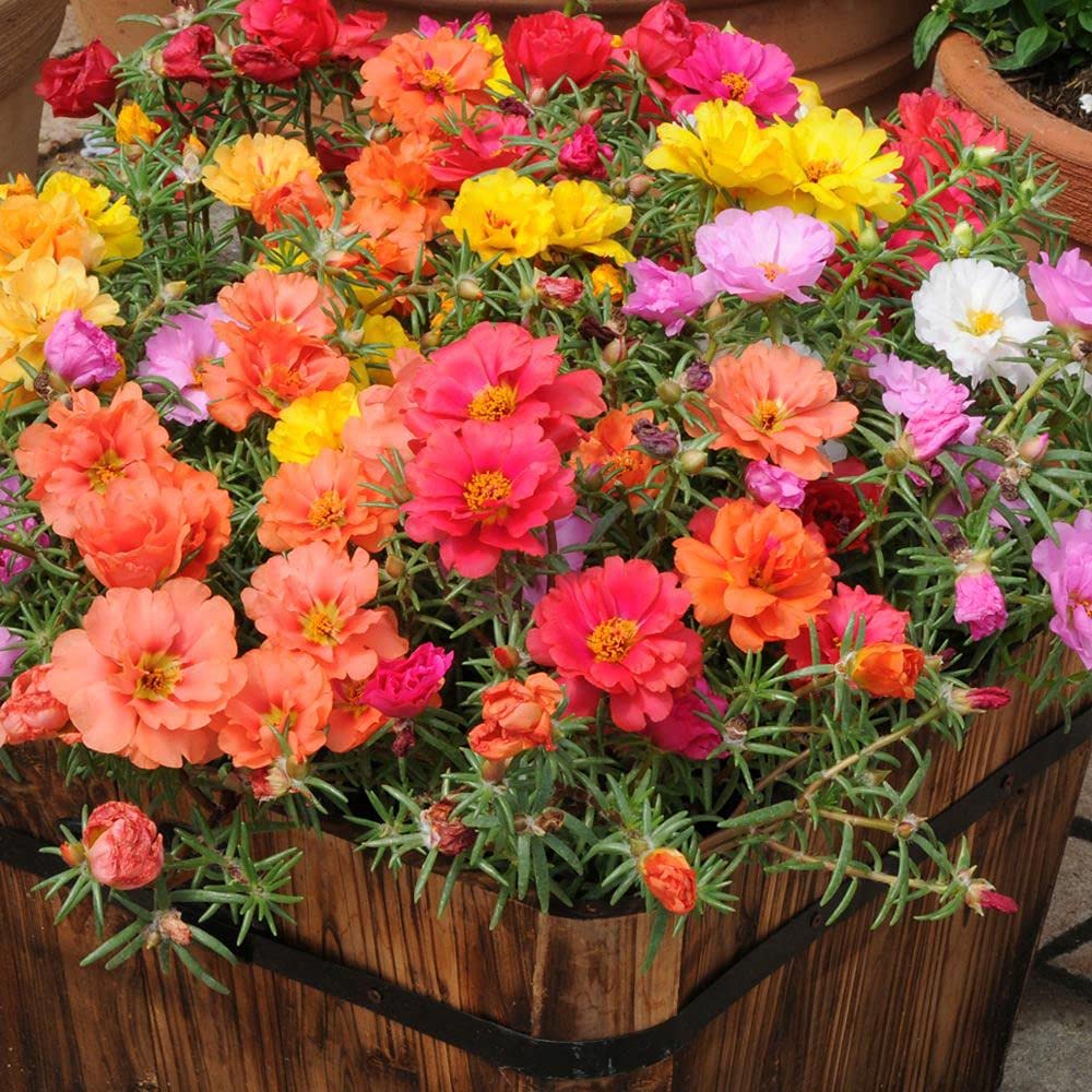Polanisia Dodecandra Flower Seeds