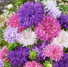 Aubrieta Cascade Lilac Seeds for growers seeking a long-blooming display