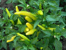 Hungarian Wax Pepper Seeds prized among growers for hot, Flavorful Peppers