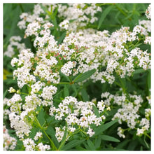 Northern Bedstraw Wildflower Seeds for growers filling out the Natural Gardens