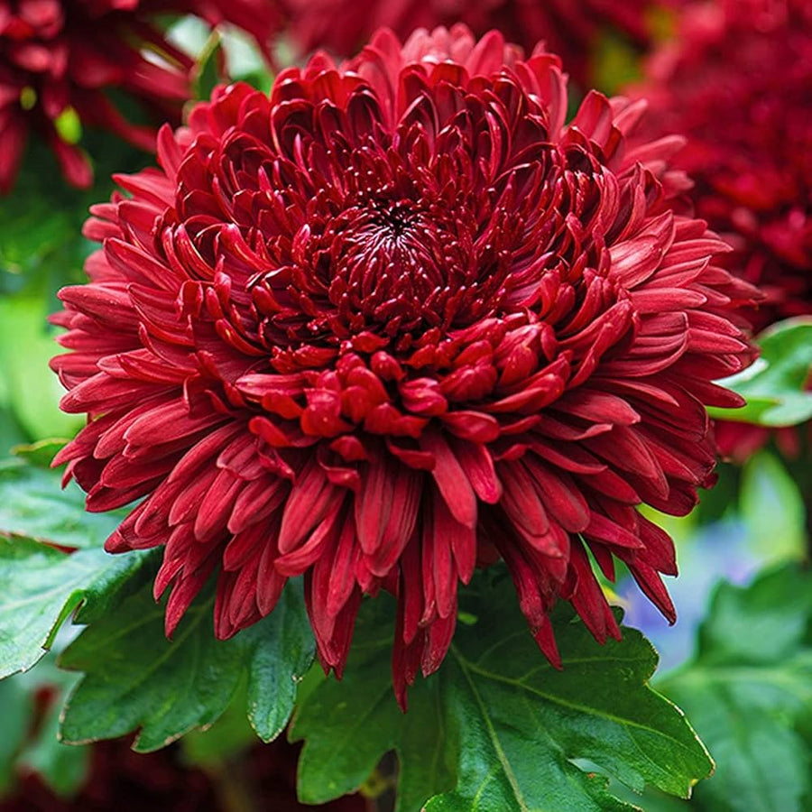 Rainbow Daisy Chrysanthemum morifolium for flower pots