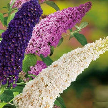 Butterfly Bush Rare Seeds for reliable seasonal color