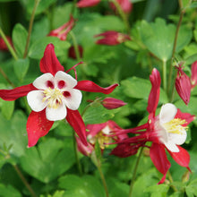 Red Aquilegia Hardy Perennial Seeds grown for shade