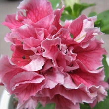 Petunia Double Madness Red and White Seeds for a lasting display in the flower bed