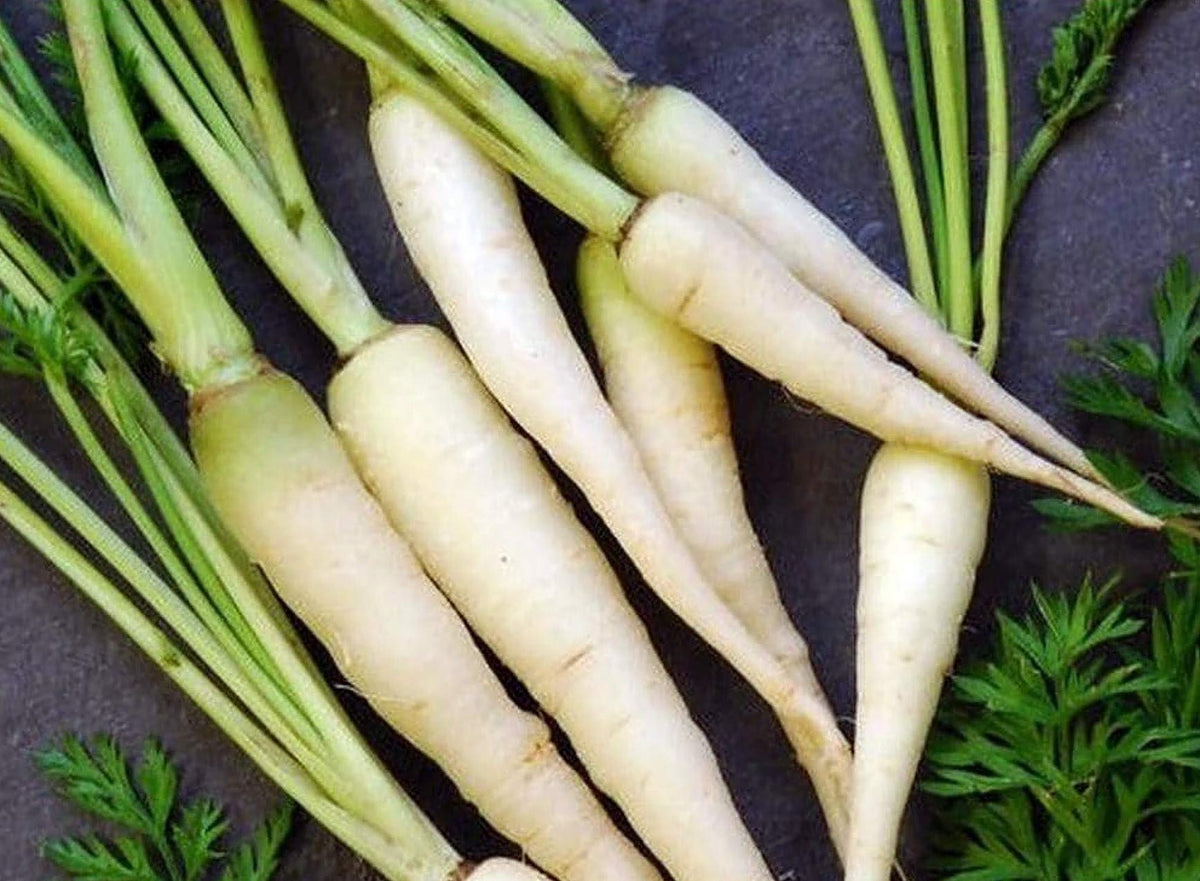 Lunar White Carrot – Daucus carota – heirloom garden planting