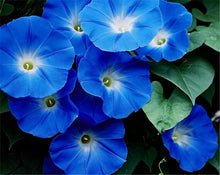 Blue Petunia Seeds known for bonsai