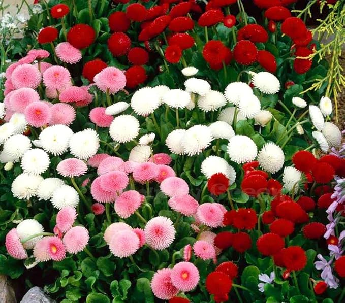 Margherita Chrysanthemum Hybrida English Mixed Flower Seeds for Planting – Colorful Blooms for Cottage Garden and Containers