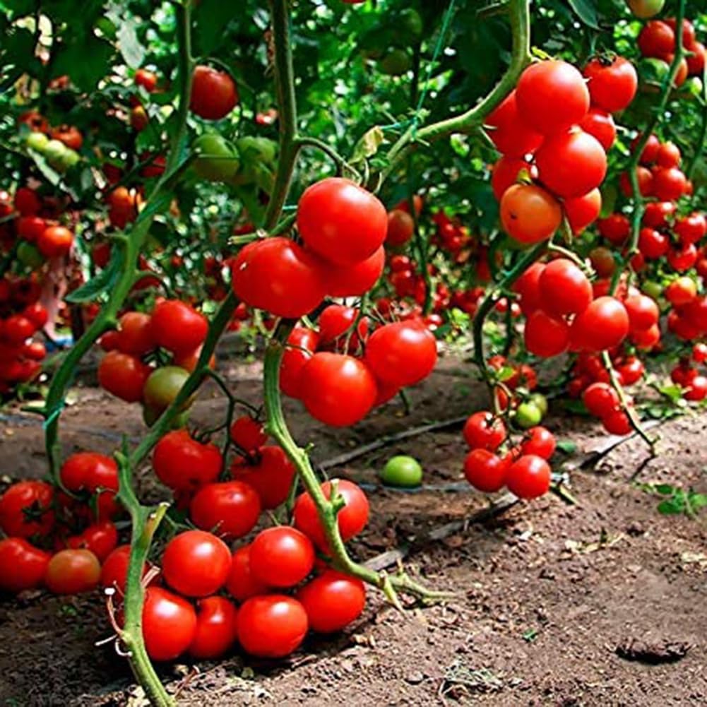 Tomato Saucing for planting in home garden.
