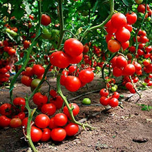 Tomato Saucing for planting in home garden.
