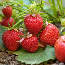 Strawberry Tree Seeds (Arbutus unedo) for growers planting the home garden landscapes