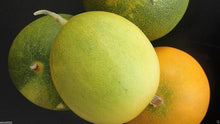 Dosakai Melon Cucumber Seeds for a productive addition to the vegetable patch