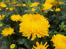 Plant Seeds (Chrysanthemum morifolium) for reliable seasonal color