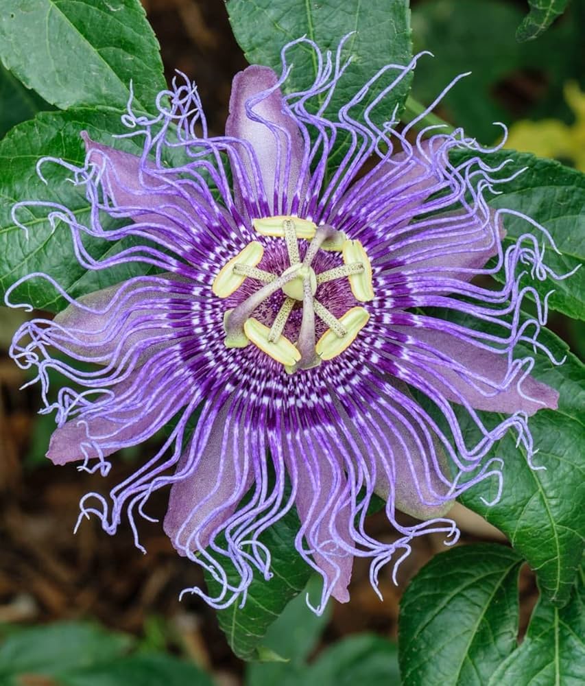 Passionflower – Passiflora incarnata – for home garden planting