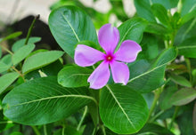 Peach Vinca Seeds known for warm Seasons