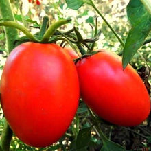 La Roma III Hybrid Tomato Seeds (Solanum lycopersicum) for growers stocking the home paste tomato gardens