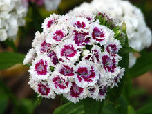 Pink Sweet William Heirloom Wildflower Pollinator - for planting in home garden