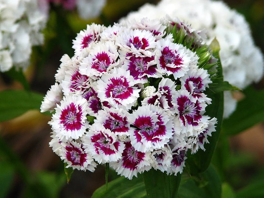 Pink Sweet William Heirloom Wildflower Pollinator - for planting in home garden