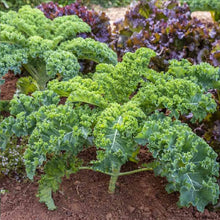 Ethiopian Kale Seeds (Brassica carinata) for a reliable harvest in the vegetable patches and home gardens