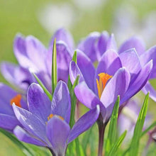 Saffron Pot Seeds for growers establishing the Bonsai, Balcony & Garden Flowering Plants