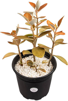 Copper Spoon Kalanchoe Orgyalis Rare Succulent Seeds for low-maintenance growers