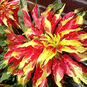 Amaranthus Tricolor Amaranthus spp for planting in flower bed