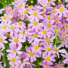 Calliopsis Garden Seeds for growers seeking a long-blooming display