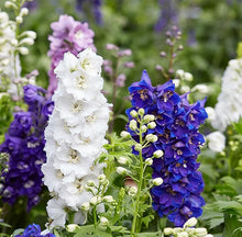 Delphinium Pacific Hyb Deluxe Mix Seeds for reliable seasonal color