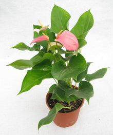 Rare Anthurium Flower Plant Seeds for colorful blooms in the Balcony & Garden