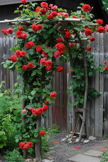 Climbing Polyantha Rose Rosa Seeds for climbing cover in the garden trellis