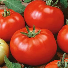 Brandywine Red Tomato Seeds known for sweet, Heirloom Red Tomatoes