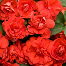 Impatiens Double Royal Flush Red Picotee flower Seeds grown for vivid shade blooms