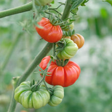 Costoluto Fiorentino tomato grown from organic and conventional seeds with ribbed red fruits and old-world charm