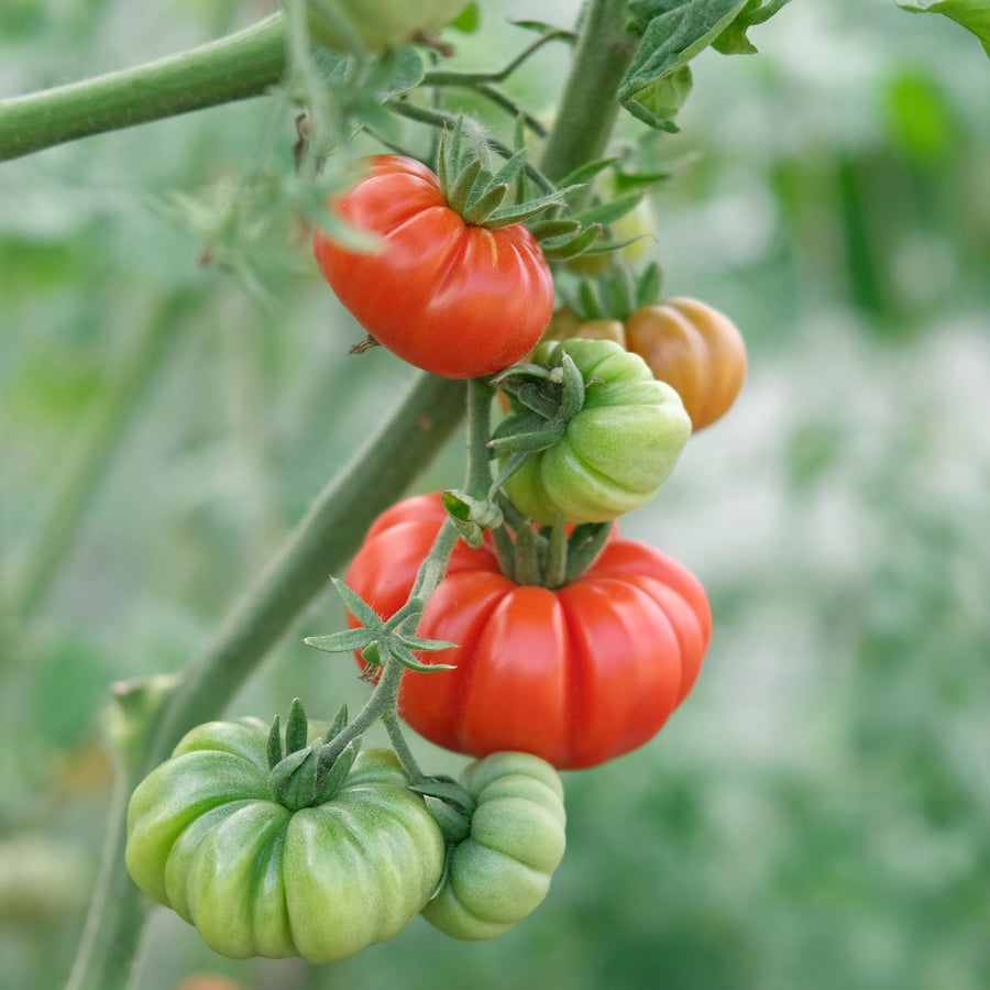 Costoluto Fiorentino tomato grown from organic and conventional seeds with ribbed red fruits and old-world charm