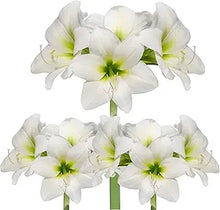 Amaryllis Seeds for gardeners building out beds and borders
